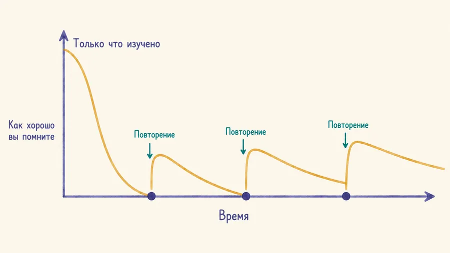 Кривая забывания: память быстро угасает после первого знакомства, и каждый успешный повтор делает следующее забывание более плавным.